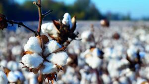 Banned cotton seeds created CR 600 CR parallel markets