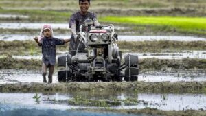 Sowing from 13% to 4.53 lakh hectares of rice by June 13 this year: Government