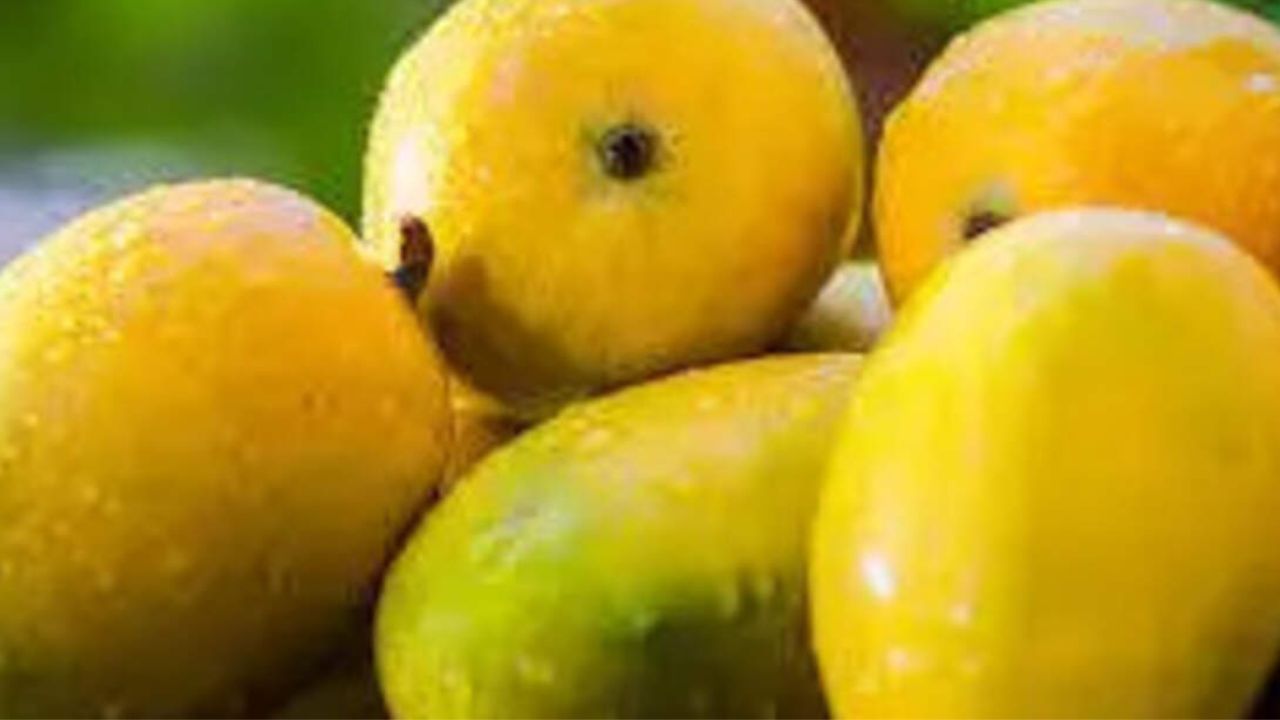 Read more about the article Apcha Dussehra Mango is the World’s World with the first exports with exports