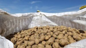 111.5 The Center approved the Potato Research Center in Agra with the help of CR