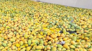 Center approves the purchase of 2.5 lakh tons of mangoes from Karnataka